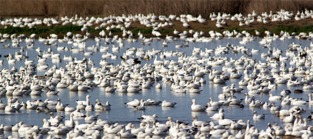 Flock of Snow Geese 