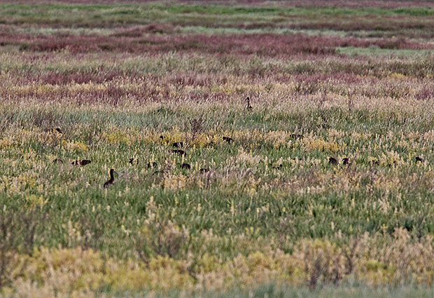Ibis shielded by grasslands 
