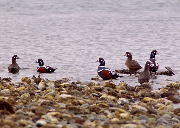 flock of Harlequin ducks 
