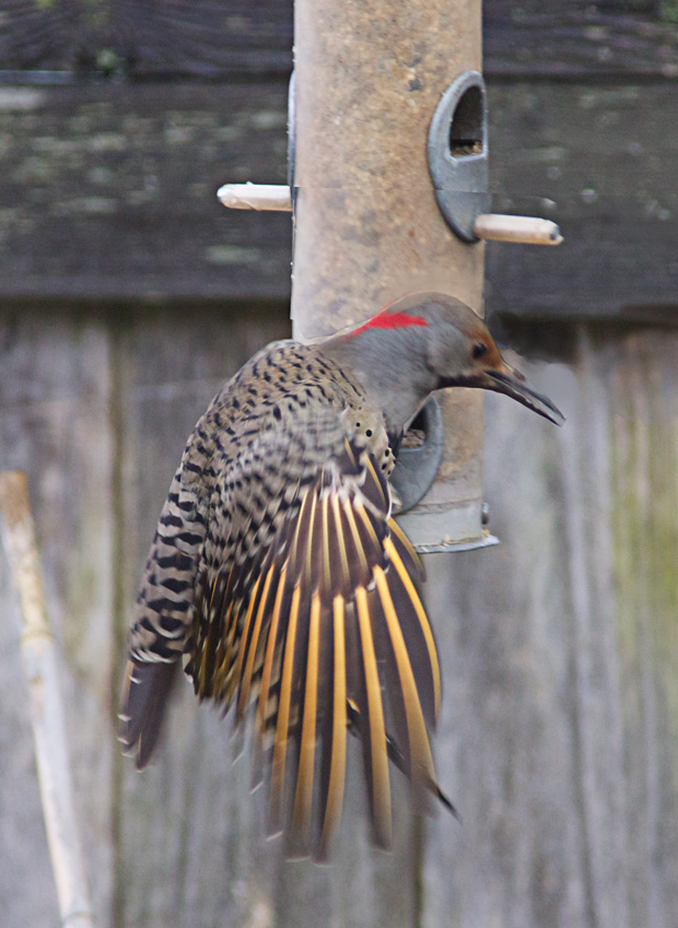 Flicker trying to land on feeder 