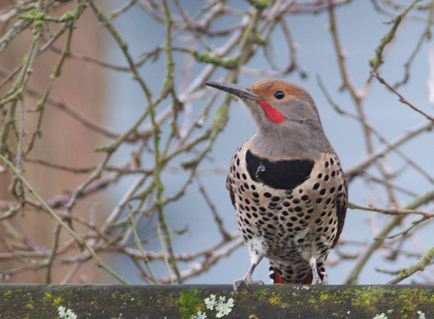 male Red-Shafted Flicker 