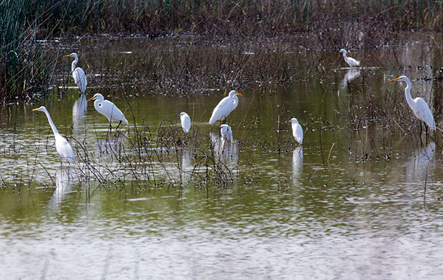 Great Egrets with Snowy Egrets
