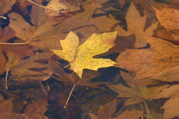 Leaves floating in Pond