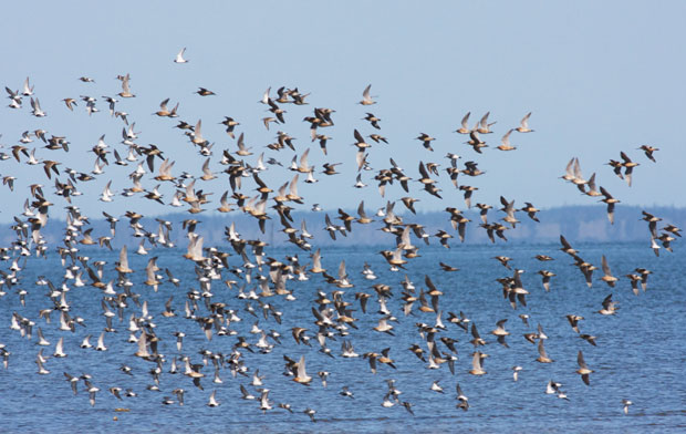 Shore Birds in Flight