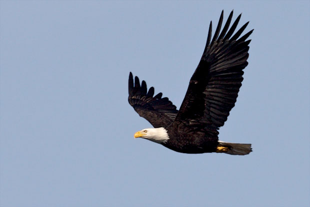 Eagle Flying By
