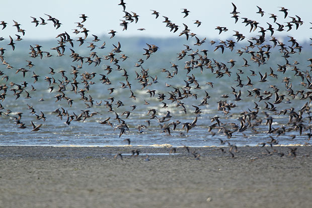 shorebirds in flight 