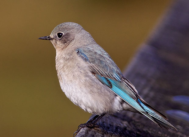 female Mountain Bluebird 