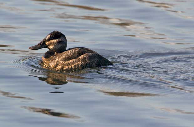 female Ruddy Duck