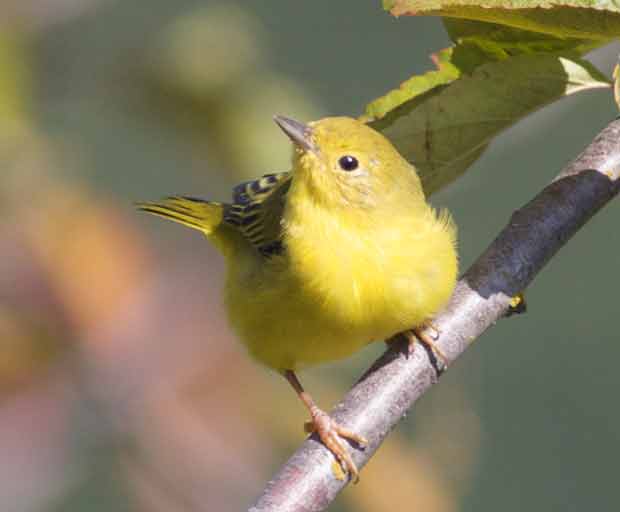 Female Yellow Warbler