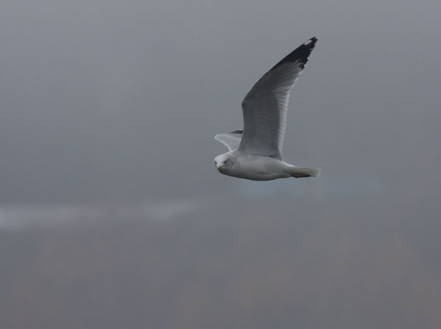 Seagull in fog