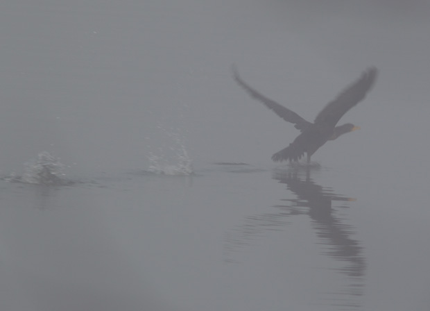 Cormorant taking off in fog