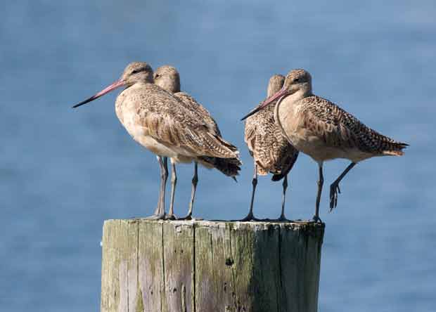 Four Godwits on Pier