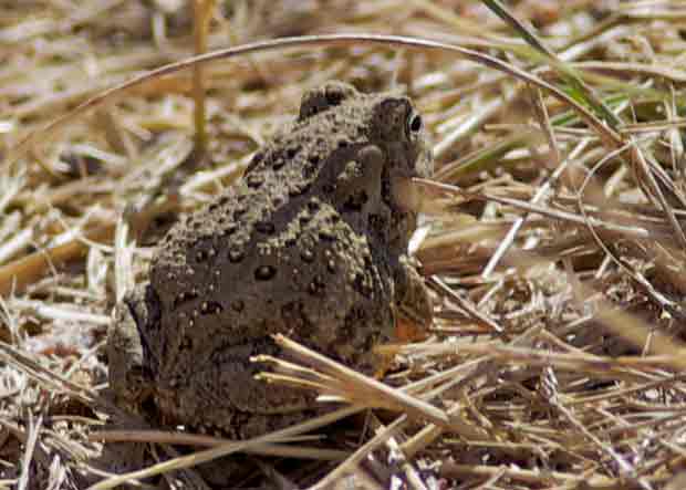 small frog/toad