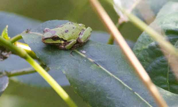 small tree frog 