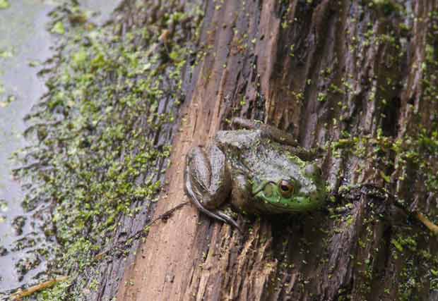 Bullfrog on log 
