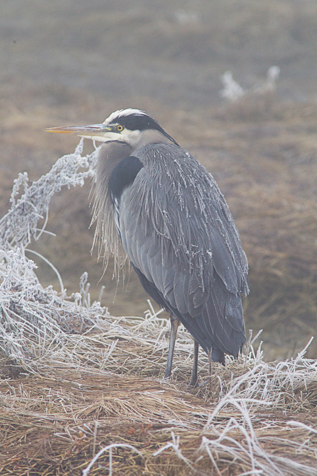 Great Blue Heron with Frosted Feathers 