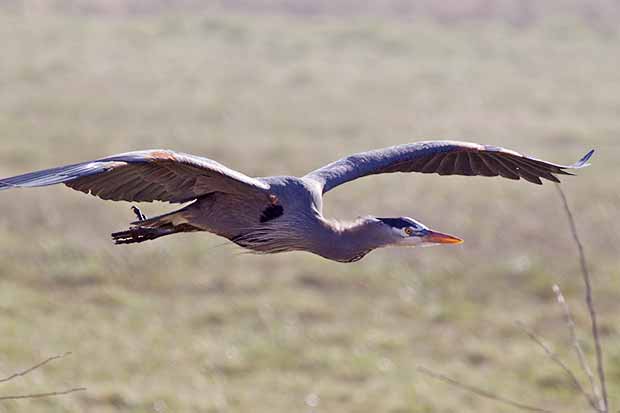 Great Blue Heron flying 
