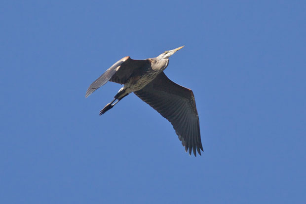 Great Blue Heron Flies Overhead