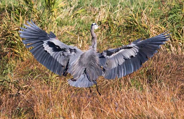 Great Blue Heron Spreads its Wings