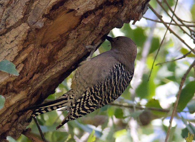 female Gila Woodpecker 