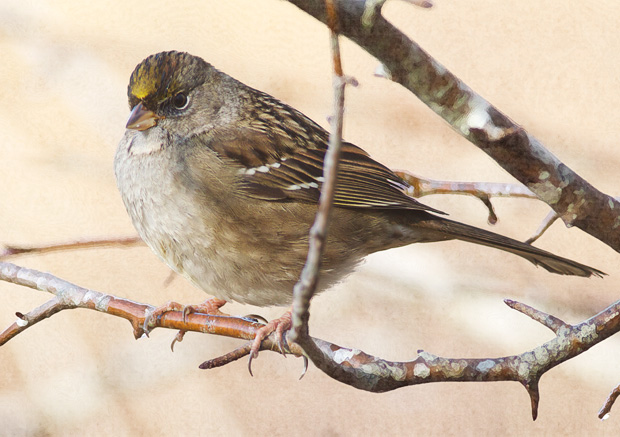 Gold-Crowned Sparrow 