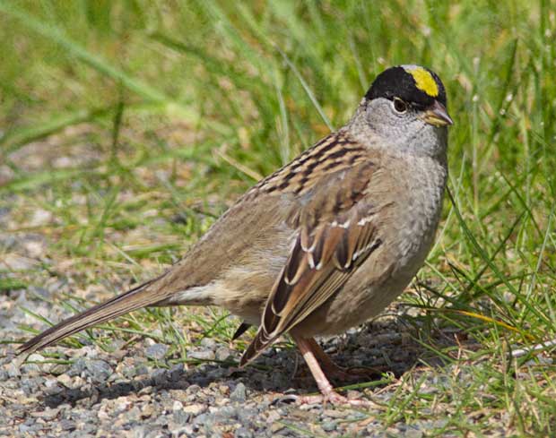 Gold-Crowned Sparrow