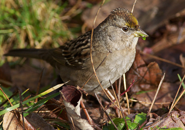 Golden-Crowned Sparrow 
