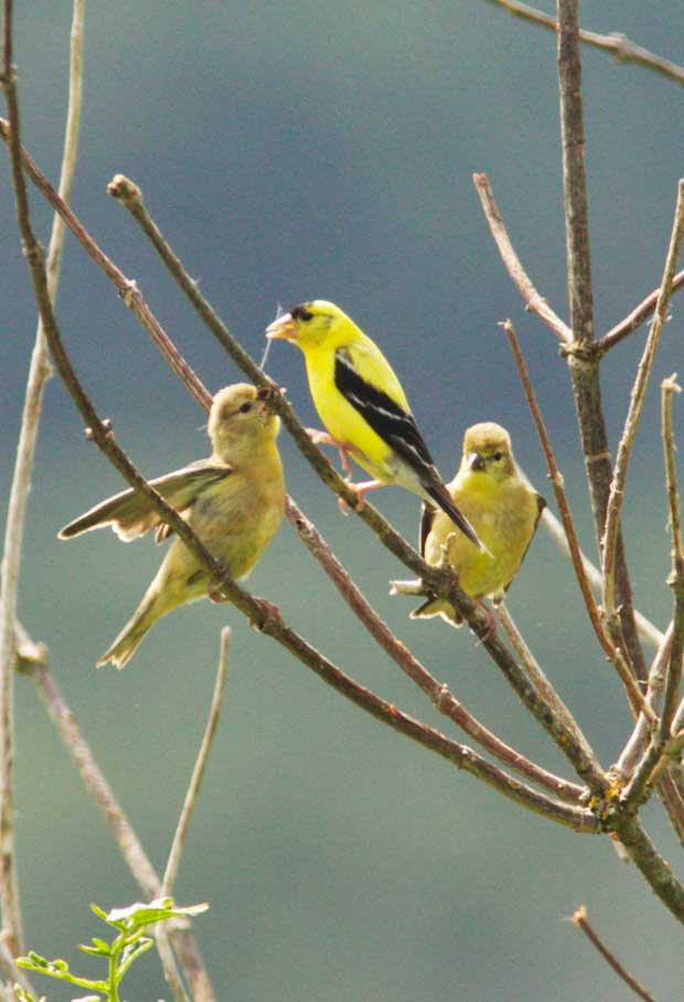 Goldfinch feeding Young