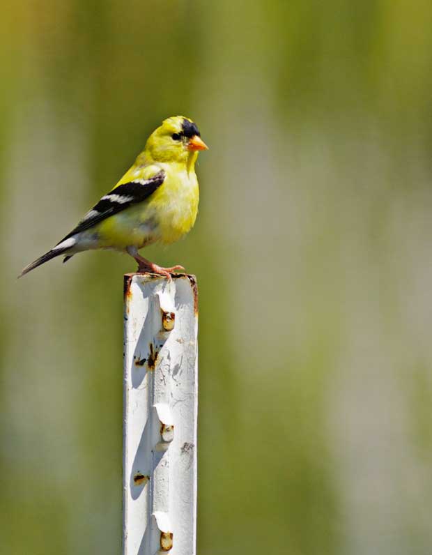 male American Goldfinch