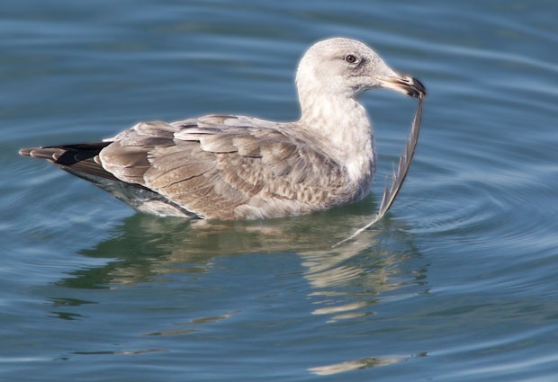 Gull with Feather
