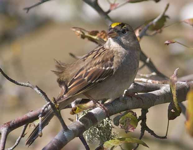 Gold-Crowned Sparrow