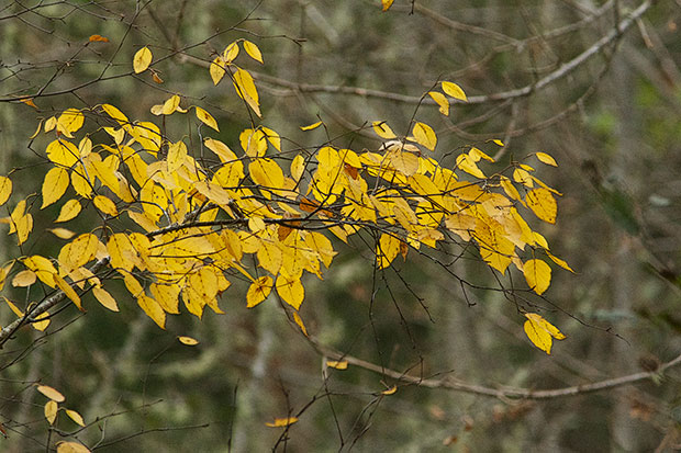 gold leaves 