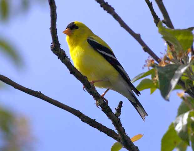 male Goldfinch