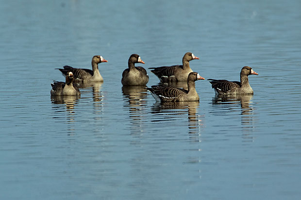 Greater White-Fronted Geese 
