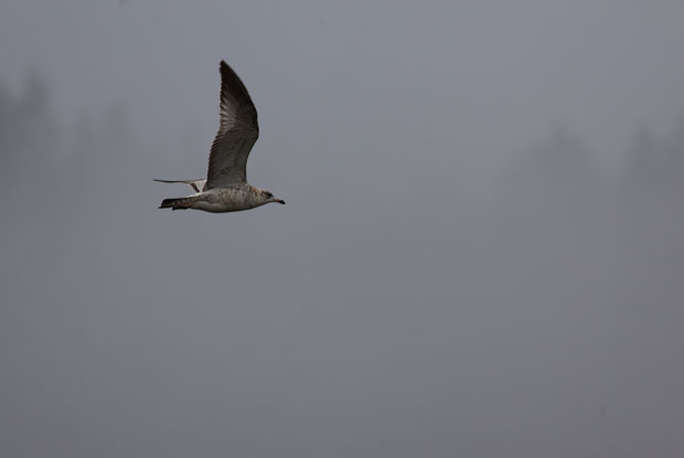 Gull in Fog