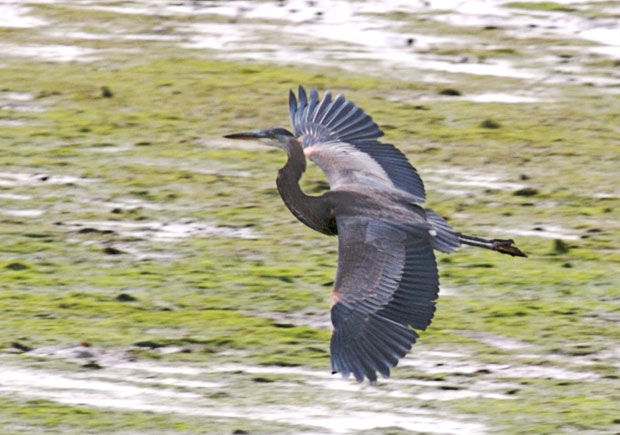 Flying Great Blue Heron