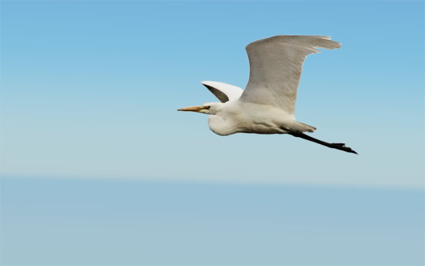Great Egret Fllying Overhead