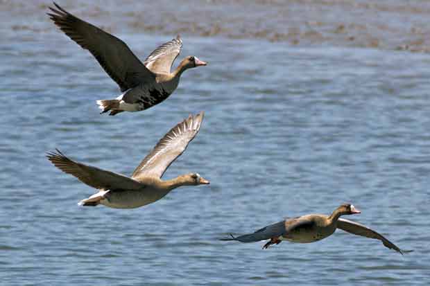 Greater White-Fronted Geese in Flight
