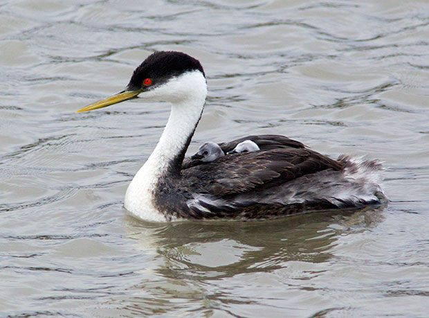 Western Grebe with Chicks