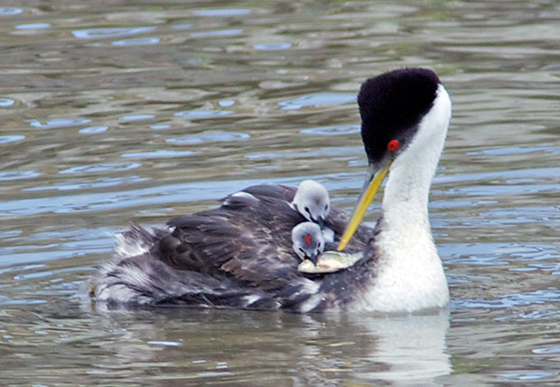 Western Grebe with Chicks 