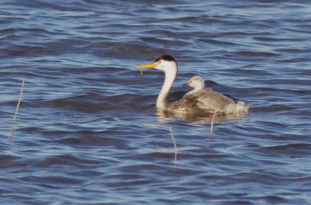Western Grebe with Chick 