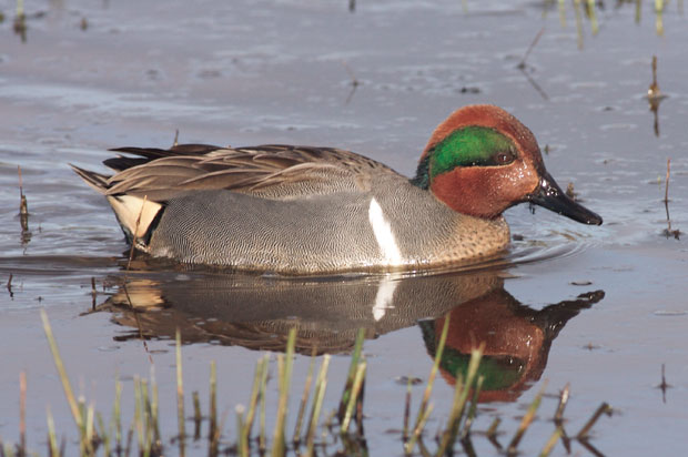 male Green-Winged Teal
