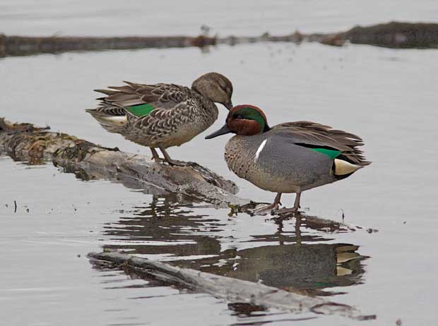 pair of Green-Winged Teal