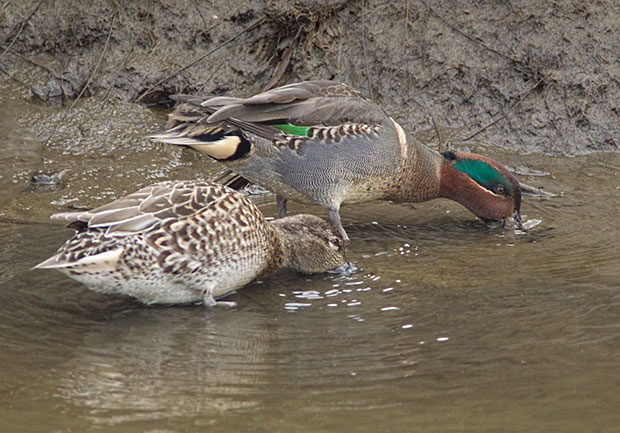 Green-Winged Teal pair