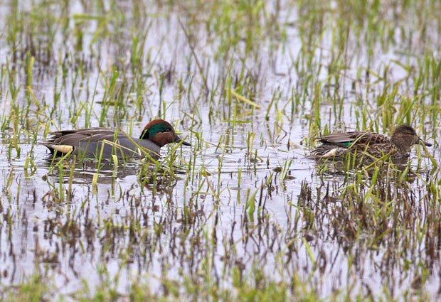 Green-Winged Teal Pair