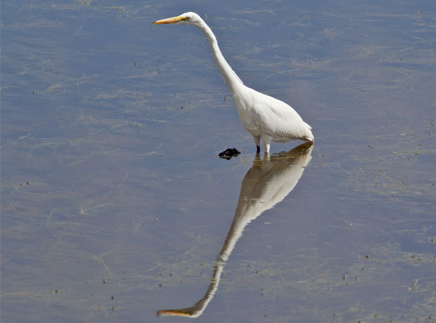 Great Egret with Outstretched Neck