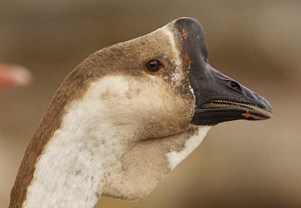 Goose with Unusual Beak
