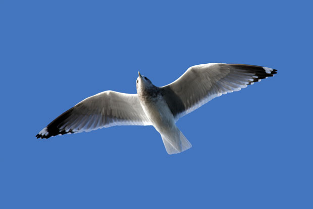 Mew Gull Overhead