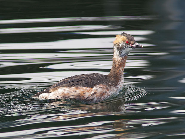 Horned Grebe changing colors 