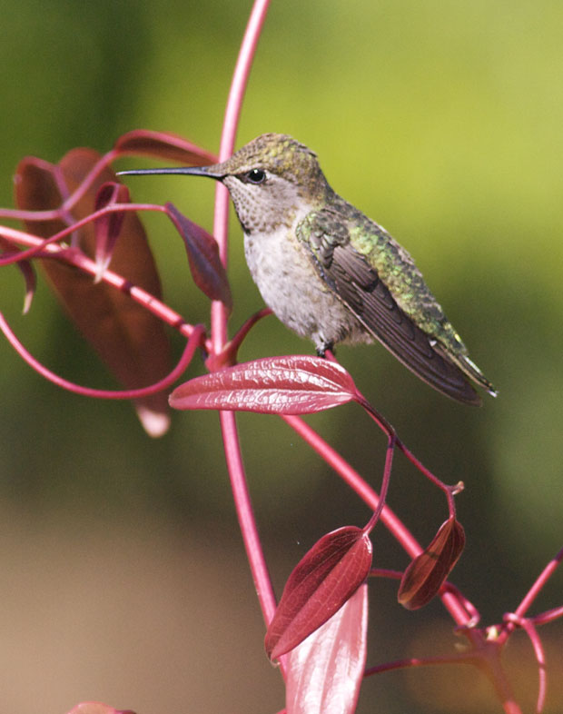 Hummingbird Sitting